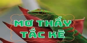 Mơ thấy tắc kè kêu